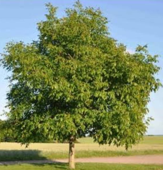 Dream Meaning of Walnut Tree