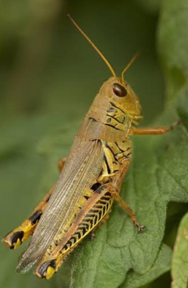 Dream Of Grasshopper Meaning