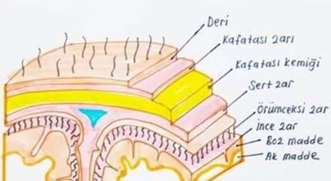 Beyinde bulunan ince zar nedir?