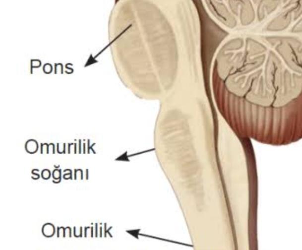 Omurilik Soğanı Nedir?