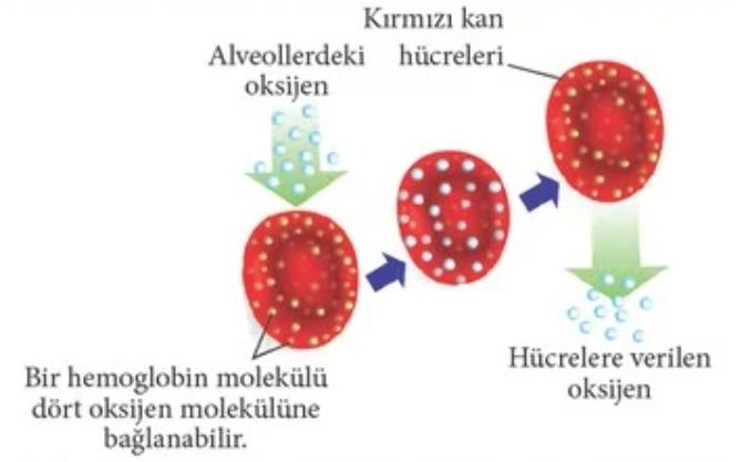 Alveollerden Dokulara ve Dokulardan Alveollere Gaz Taşınması