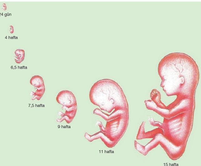 İnsanlarda Embriyonik Gelişim Süreci 