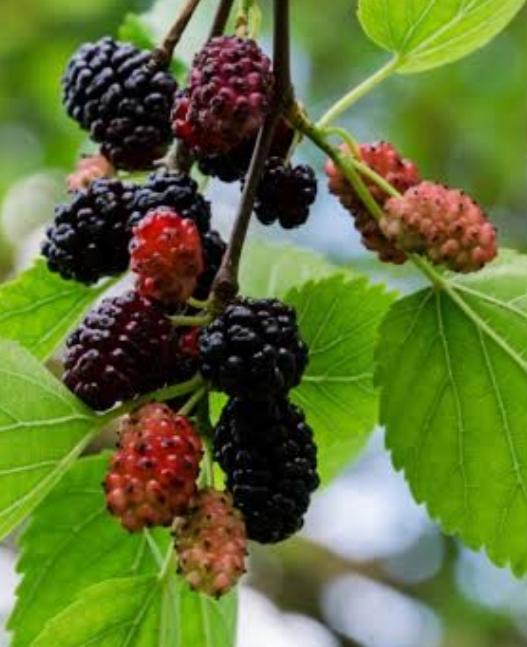 Meaning Of Mulberry Dream