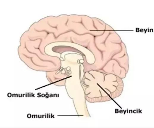 Omurilik Soğanı Nedir?