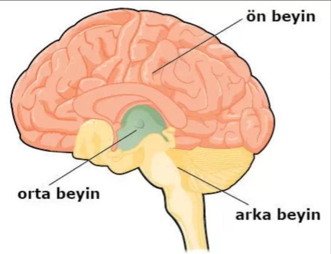 Ön beyin nedir?