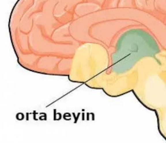 Orta beyin nedir?Orta beyin ne işe yarar?