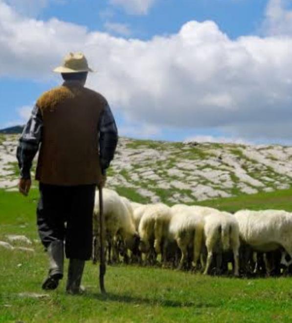 Shepherd Dream Meanings