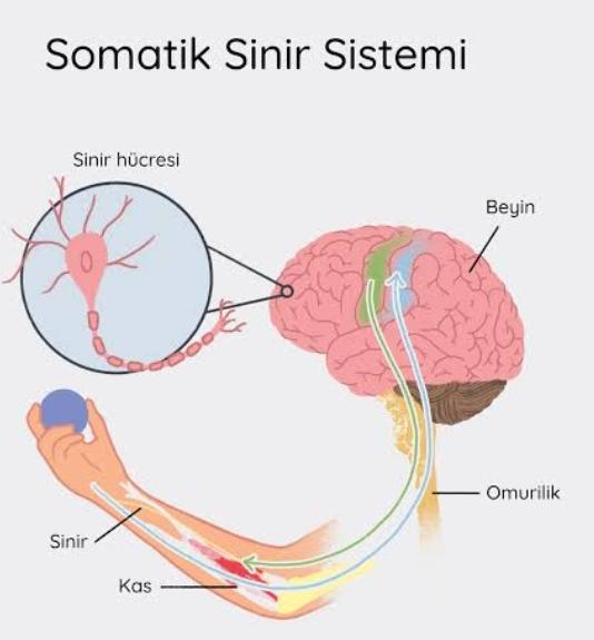 Somatik Sinir Sistemi nedir?