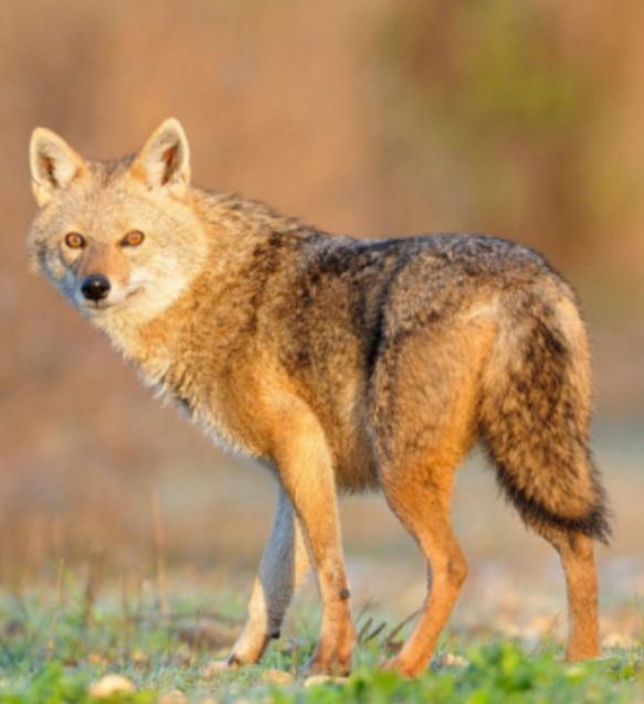 What Does it Mean to Dream About Coyotes?
