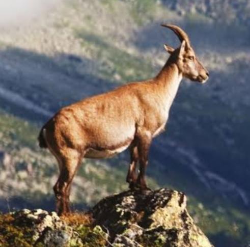 What Does It Mean to Dream of a Mountain Goat?